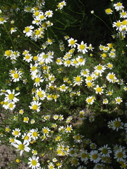 Matricaria