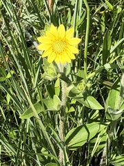 Silphium mohrii