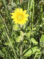 Silphium mohrii