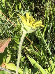 Silphium mohrii
