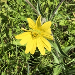Silphium mohrii