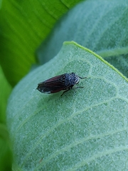 Cuerna striata