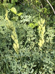 Baptisia australis aberrans