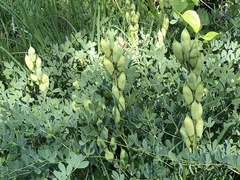Baptisia australis aberrans