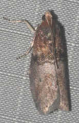 Sciota vetustella