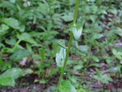 Erigeron philadelphicus philadelphicus