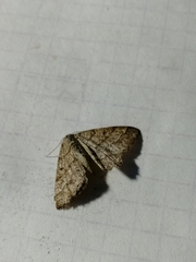 Isturgia murinaria
