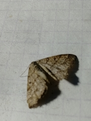 Isturgia murinaria