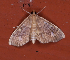 Anania plectilis