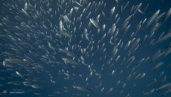 Decapterus macarellus