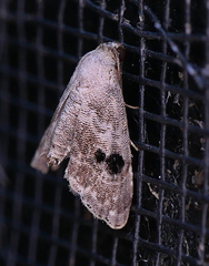 Abablemma duomaculata