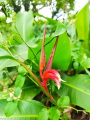 Heliconia metallica