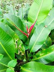 Heliconia metallica
