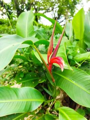 Heliconia metallica