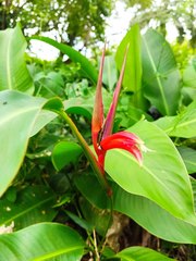 Heliconia metallica