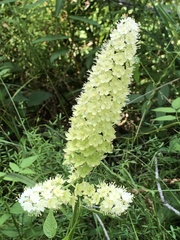Stenanthium tennesseense