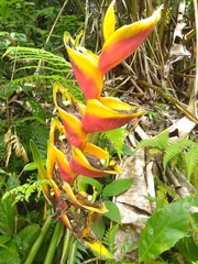 Heliconia bihai