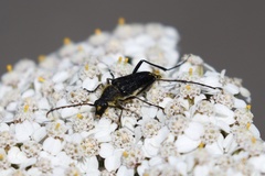 Anastrangalia laetifica