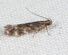 Glauce pectenalaeella