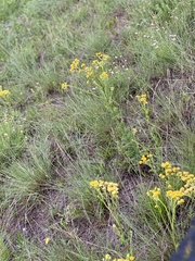Hymenopappus flavescens