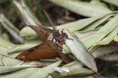 Chelepteryx chalepteryx