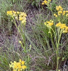 Hymenopappus flavescens