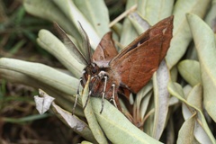 Chelepteryx chalepteryx