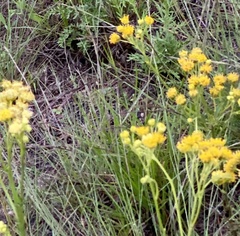 Hymenopappus flavescens