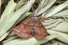 Chelepteryx chalepteryx