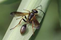 Isodontia elegans
