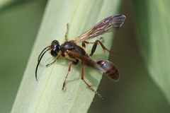 Isodontia elegans