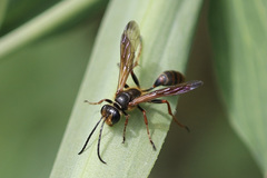 Isodontia elegans
