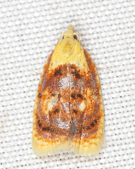 Acleris curvalana
