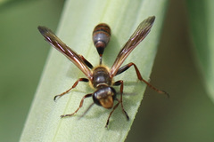 Isodontia elegans