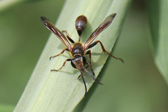 Isodontia elegans