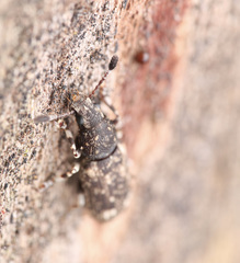 Eucorynus crassicornis