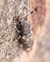 Eucorynus crassicornis