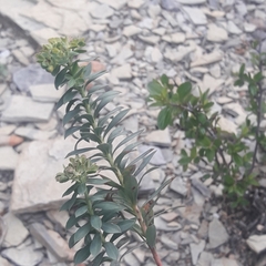 Euphorbia beamanii