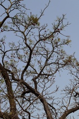 Parkia biglobosa image