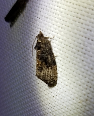 Gymnandrosoma punctidiscanum