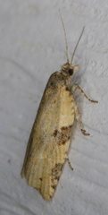 Clepsis spectrana