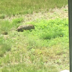 Marmota monax