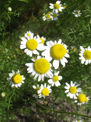 Matricaria