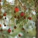 Parkia biglobosa - Photo (c) TREEAID,  זכויות יוצרים חלקיות (CC BY)