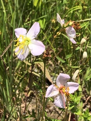 Rhexia mariana interior