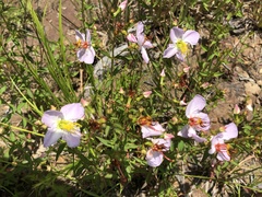 Rhexia mariana interior