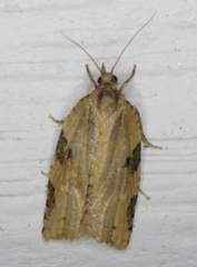 Clepsis spectrana