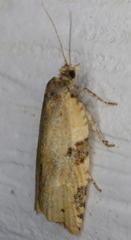 Clepsis spectrana