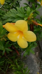 Allamanda