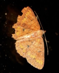 Casbia scardamiata